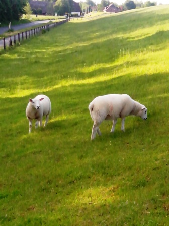 Schafe auf dem Deich
